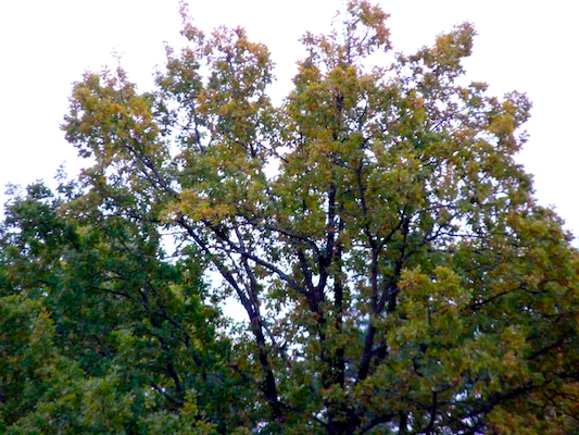 P1030441