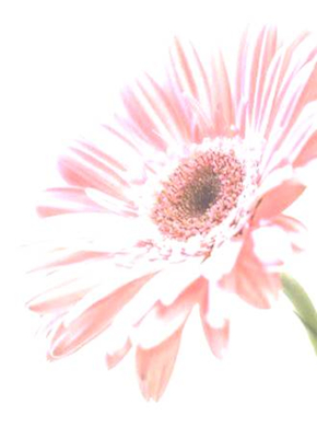 blomma_rosa.jpg