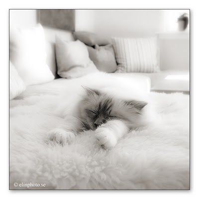 mysa+elinphoto.jpg