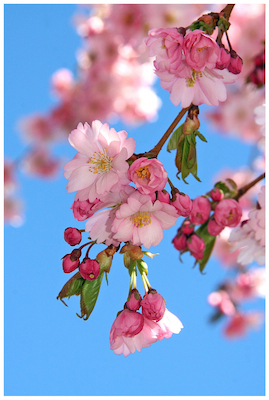körsbärsblomma.jpg